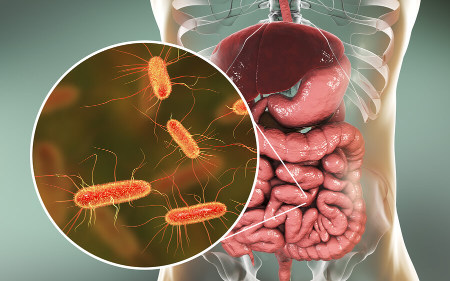 Intestinal-Microbiome-bacteria-foodborne illness