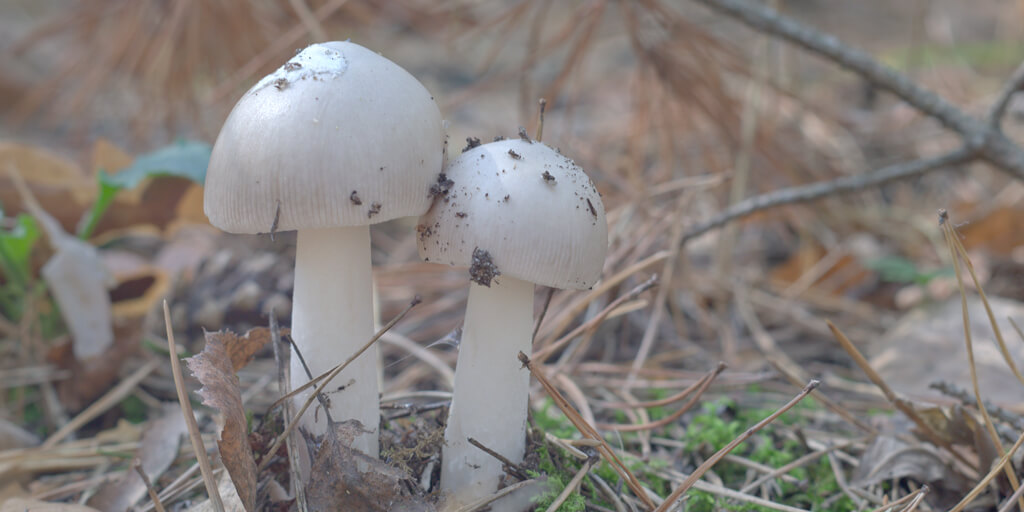 Lasting Benefits with Medicinal Mushrooms
