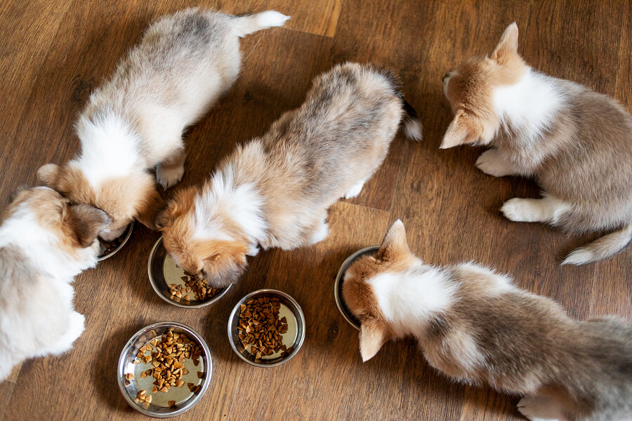 Puppies-Eating-Best Dog Food-