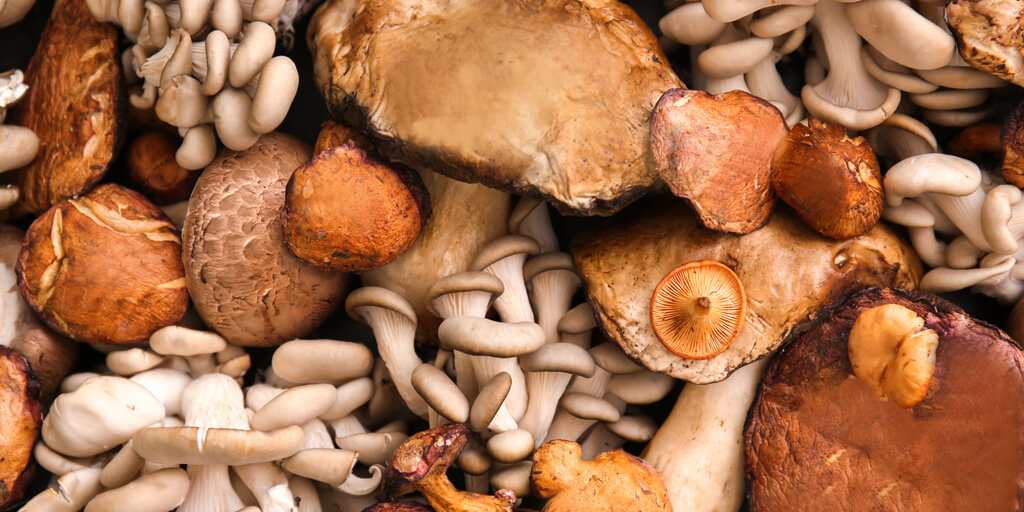 Where to buy Medicinal Mushrooms