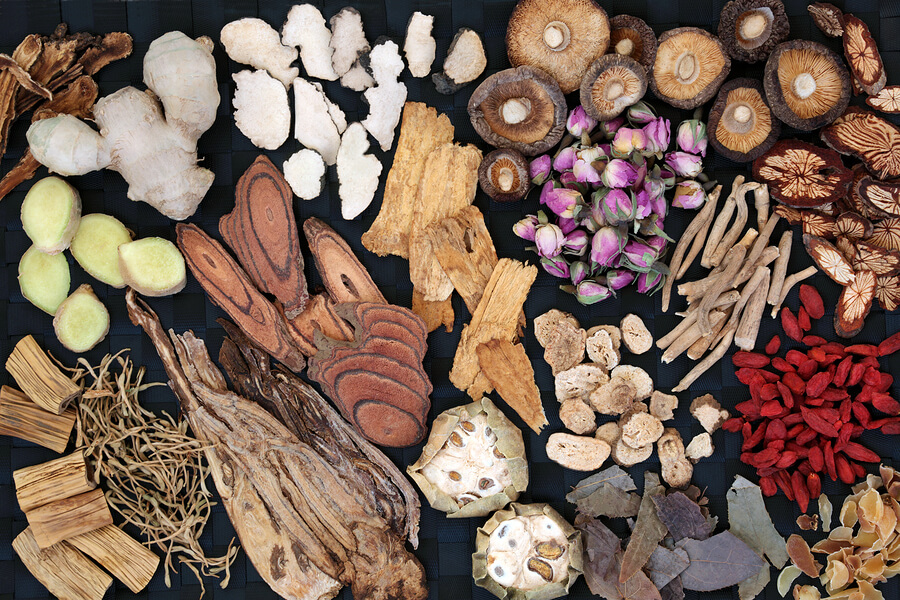 Which mushrooms are best for the immune system