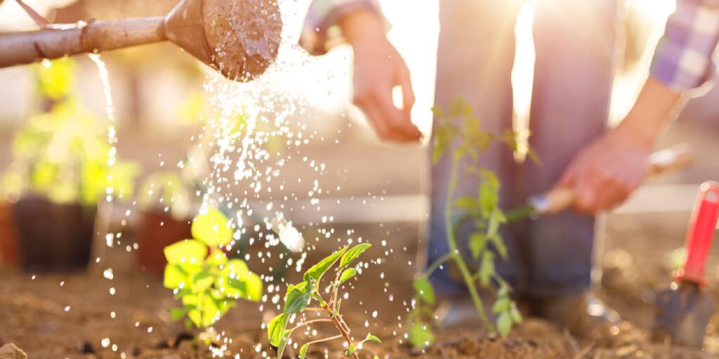 How Do You Grow a Healthy Garden