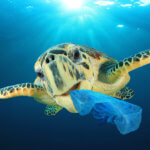 How Does Plastic Affect Animals