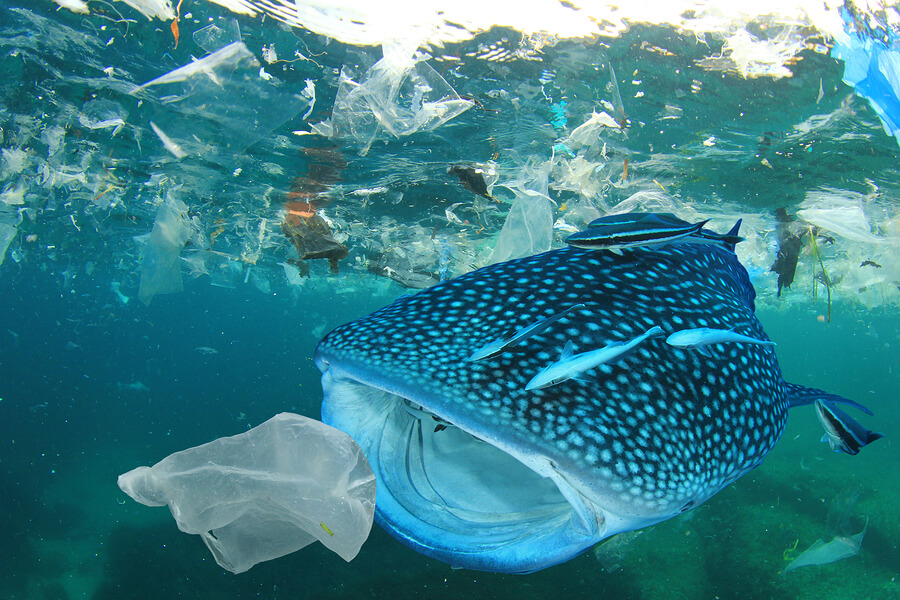Plastic-ocean-pollution-Whale