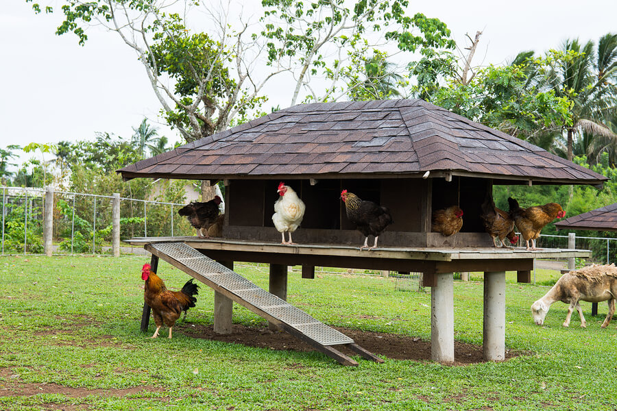 Chicken coop types