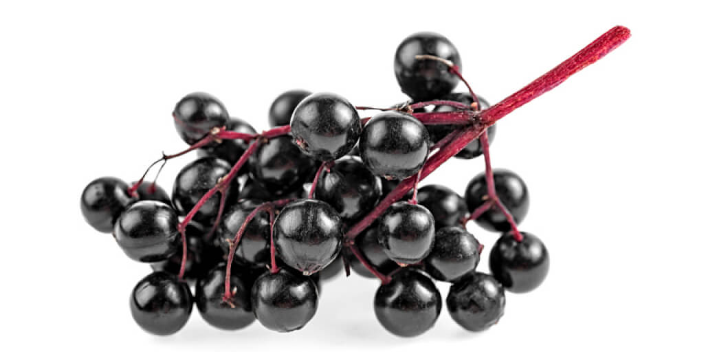 What are the Health Benefits of Elderberry