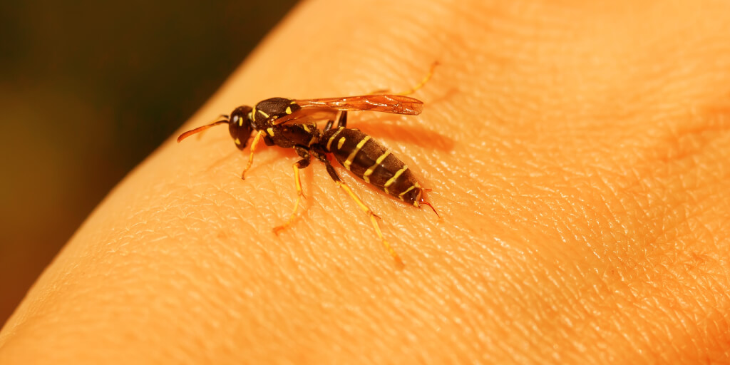 Natural Bee Sting Remedies for Quick Relief_Draw Out