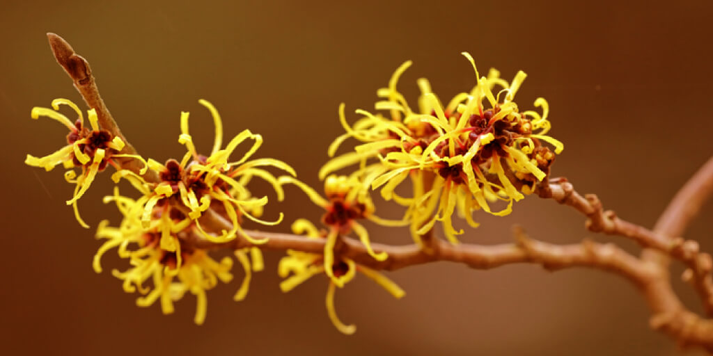 Top Natural Witch Hazel Uses for Skin and Health_Benefits