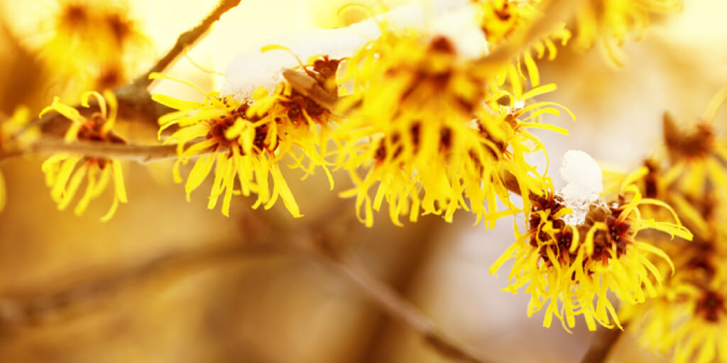 Top Natural Witch Hazel Uses for Skin and Health_First Aid