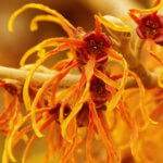 Top Natural Witch Hazel Uses for Skin and Health_Title