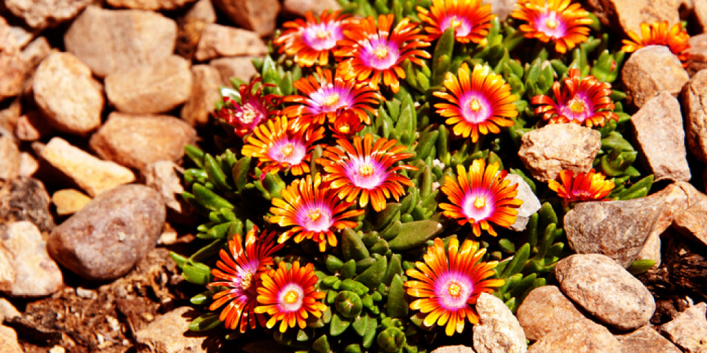 How to Save Money with Xeriscape Ideas_Plants