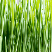 superfood greens juice barley
