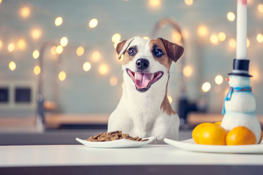 Best Dog Food-eating--at-home-Happy