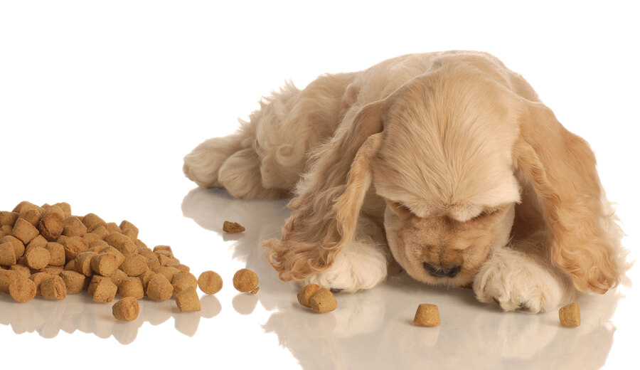 Puppy eating best dog food