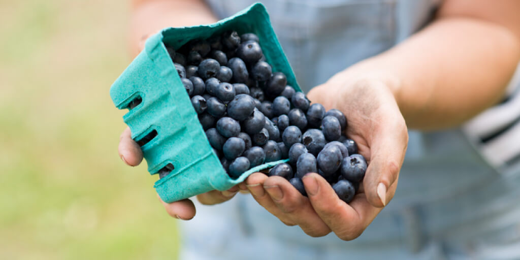 Why Should You Eat Blueberries