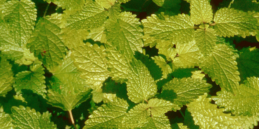 How to Enjoy Awesome Lemon Balm Benefits_Repel Mosquitoes