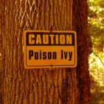 The Best All-Natural Poison Ivy Home Remedies_Title_