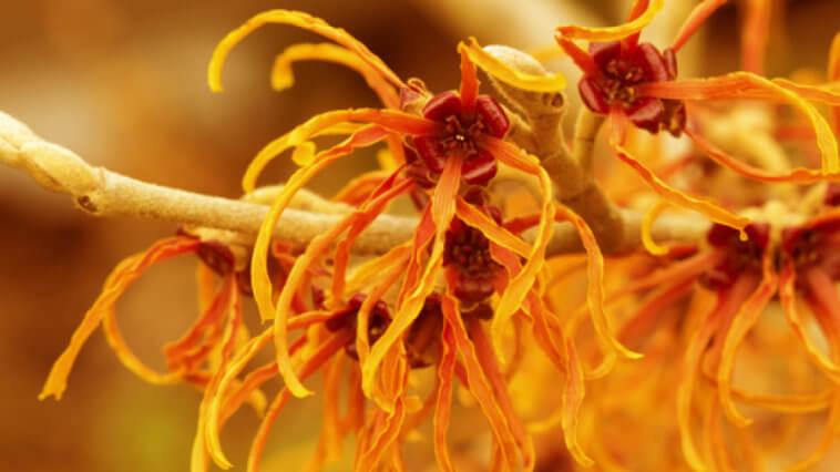 Top Natural Witch Hazel Uses for Skin and Health_Title