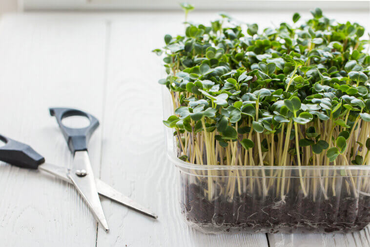 How We Grow Microgreens