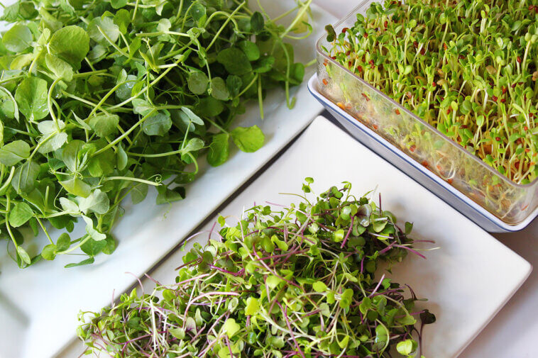 Salads with Microgreens
