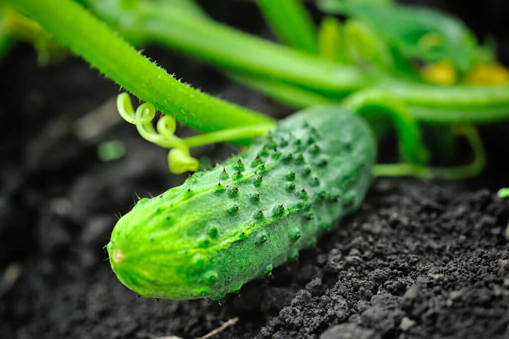 Cucumber Microgreens
