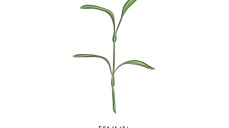 Fennel Microgreens