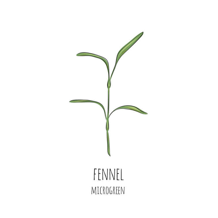 Fennel Microgreens