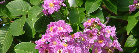GlucoSwitch Ingredients Banaba Leaves