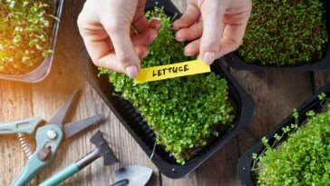 Lettuce Microgreens